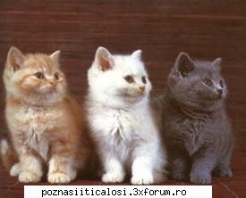 Poze - Pisica vrea sa pape pasarica !!! - Hobby-uri
